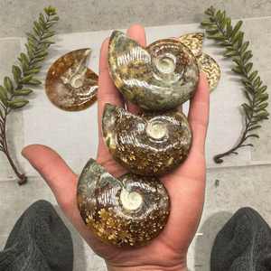 Spécimen <span class=keywords><strong>fossile</strong></span> d'ammonite irisé naturel de Madagascar escargot en cristal opalisé pour l'éducation aux sciences biologiques de base - Product Image 4