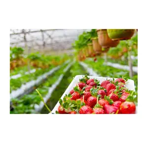 良好的价格水培种植系统dwc的草莓
