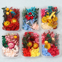 Kit DIY de fleurs séchées et préservées de gypsophile colorées pour cadeaux d'anniversaire, de festivals et de formation en artisanat DIY