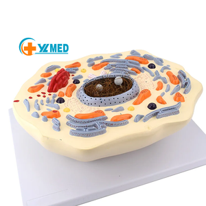 Modèle d'enseignement d'expériences biologiques, <span class=keywords><strong>assistant</strong></span> d'enseignement visuel, modèle de structure submicroscopique des cellules animales - Product Image 1