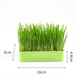 Bol de nourriture Hydroponique sans sol Herbe de chat en pot Réduction des poils de chat Digestion <span class=keywords><strong>pour</strong></span> bols de chat - Product Image 5