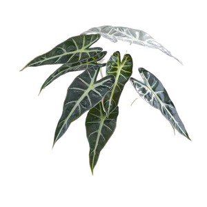 Alocasia Calathea à feuilles sablées, plante hydroponique bonsai, grande 'Fairy' Alocasia de 40-50 cm, verdure rouge-rougeâtre intense - Product Image 5