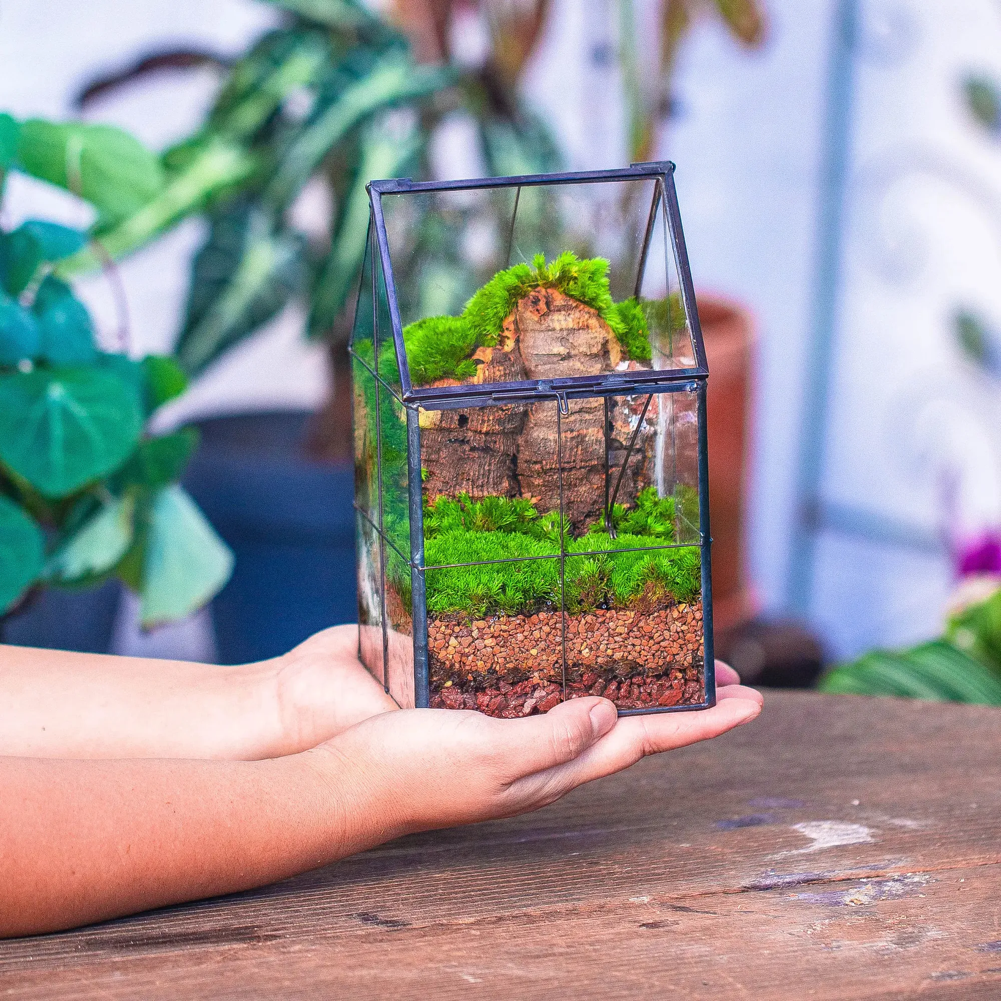 Handgemachtes Glas und Zinn Schließen Sie hoch Mini Hausform Acryl Terrarium Benutzer definiertes Geschenk Pokemon Acryl Reptil Vitrinen Terrarium Pflanze
