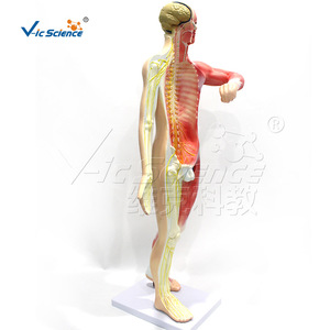 Estructura anatómica del sistema nervioso humano de cuerpo entero, del sistema nervioso central y periférico; modelo de enseñanza médica - Product Image 5