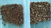 Machine de tri des noix multifonctionnelle à prix de gros usine pour la classification des noix de cajou, amandes, noisettes et toutes les noix sèches