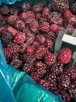 Mora Fresca Dulce Deshidratada al por Mayor Precio de Fábrica Mora Deshidratada Sin Azúcar