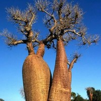 Poudre d'extrait de baobab de haute pureté de qualité alimentaire complètement soluble dans l'eau