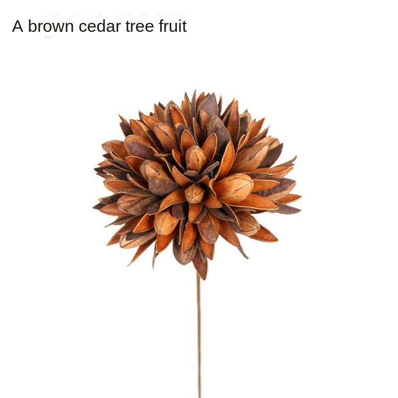 A Brown Toona Sinensis Fruit [Send a Bundle of Flowers, Leaves a