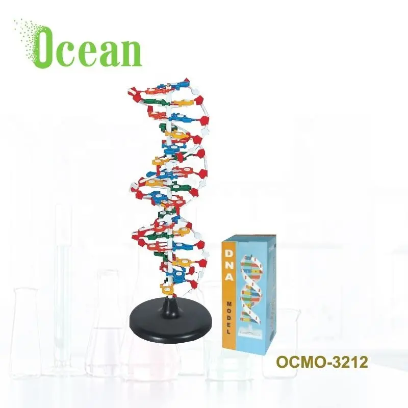 Scienza molecola di DNA struttura modello biologico produttore colorato DNA modello molecolare