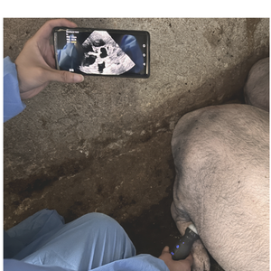 Dawei mesin <span class=keywords><strong>Ultrasound</strong></span> hewan Harga kompetitif mesin <span class=keywords><strong>Ultrasound</strong></span> kambing terbaik <span class=keywords><strong>Ultrasound</strong></span> Pig mesin <span class=keywords><strong>Ultrasound</strong></span> untuk dijual - Product Image 4