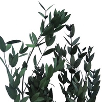 Daun Eucalyptus Asli dan Diawetkan Grosir untuk Hari Valentine - Sentuhan Alami yang Nyata