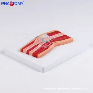 Modelo Anatómico Seccional de Rodilla Humana con <span class=keywords><strong>Menisco</strong></span>, de PVC, para Enseñanza, Entrenamiento <span class=keywords><strong>y</strong></span> Comunicación con Pacientes - Product Image 3