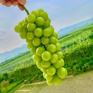 Nho xanh ngọt ngào trái cây tươi nắng Hoa Hồng Nho hạt lớn - Product Image 4