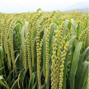 Hoge Kwaliteit Kleefgierst Zaad Gele Parel Gierst Te Koop - Product Image 6