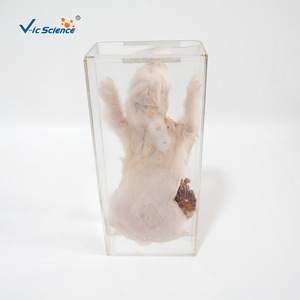 Spécimens de dissection et de conservation de lapins ; matériel pédagogique de biologie pour les collèges et les lycées ; remise à neuf et - Product Image 4