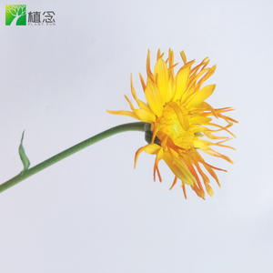 Producto al por Mayor 100% Orgánico Certificado por el USDA, Caléndula, Nasturtium, Flor de Estrella, Menta Limón, Flor Comestible, Kit de Herramientas, Material Digital - Product Image 3