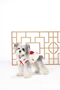 Manteau matelassé en coton pour <span class=keywords><strong>chien</strong></span> ZHONGYA, modèle Nouvel An, design tendance, chaud, pour <span class=keywords><strong>Yorkshire</strong></span> Terriers – Vente chaude - Product Image 6