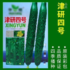 ผักตกแต่งสวนดอกไม้หลากหลายชนิดสำหรับปลูกในสวนและสนามหญ้า - Product Image 6