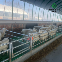 Agneau congelé de qualité supérieure, agneau halal de haute qualité pour l'exportation