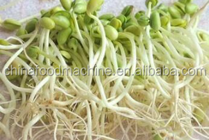 Machine à germer électrique/Production de soja/Machine de culture de germes - Product Image 5