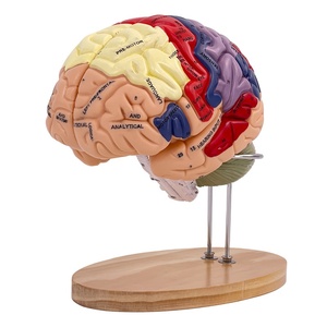 Medische Wetenschap Menselijk Brein Anatomiemodel 2x Kleurpartitie <span class=keywords><strong>4</strong></span> Delen Hersenmodel Anatomie Hersenmodel - Product Image 1