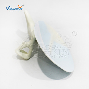 Modèle de membrane tympanique osseuse de qualité médicale, modèle de communication et de démonstration clinique en otologie, matériau PVC, en - Product Image 2