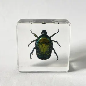 Fabriek Groothandel Insect Taxidermie Hars Promotie Geschenken Chafer Kever Specimen Voor Collection