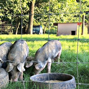 Vallas Portátiles para Ovejas de Alta Calidad QG, Paneles de Cerca Galvanizados para Ganado, Cabras y Ovejas, Valla para Ovejas para Granjas y Campos - Product Image 2
