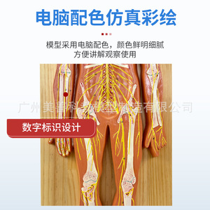 Modèle anatomique du système nerveux humain : système nerveux central, cerveau et moelleuse pinéuse, modèle du tronc, nerfs vertébraux - Product Image 5