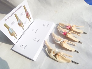 Modèle d'enseignement fonctionnel de luxe éducation en sciences médicales 4 étapes arthrite du genou anatomie chien kit de modèle d'articulation du genou - Product Image 5