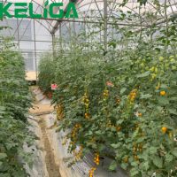 Multi-span Serres agricoles en dents de scie avec pépinière entièrement automatisé