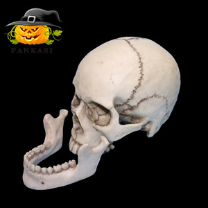 Modèle de crâne adulte réaliste en résine à l'échelle 1:1 pour Halloween, reproduction artistique médicale pour la décoration de salle d'évasion - Product Image 2