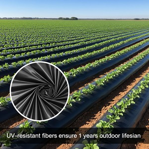 <span class=keywords><strong>Film</strong></span> de paillage agricole en PLA de 25 microns pour fraises, <span class=keywords><strong>film</strong></span> de paillage noir avec trous, contrôle des <span class=keywords><strong>mauvaises</strong></span> <span class=keywords><strong>herbes</strong></span>, résistant aux UV - Product Image 2