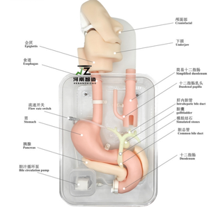 새로운 고품질 내시경, 십이지장경 검사 훈련 모델용 - Product Image 2