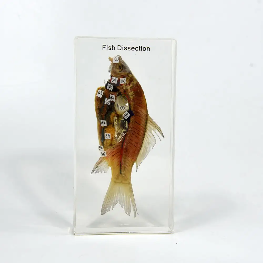 Animal Taxidermy Transparent Acrylic Teaching Resources Fish Dissection Block for Educational Supplies