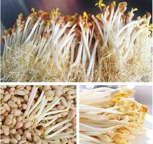 Máquina para hacer brotes de frijol de alta eficiencia y ahorro de energía, máquina comercial para hacer brotes de frijol fabricada en China - Product Image 5