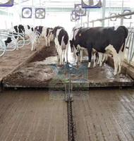 Système de ramassage automatique de fumier à chaînes Dairy Barn Alley Scraper pour l'élevage bovin et la gestion des déchets dans les bâtiments laitiers