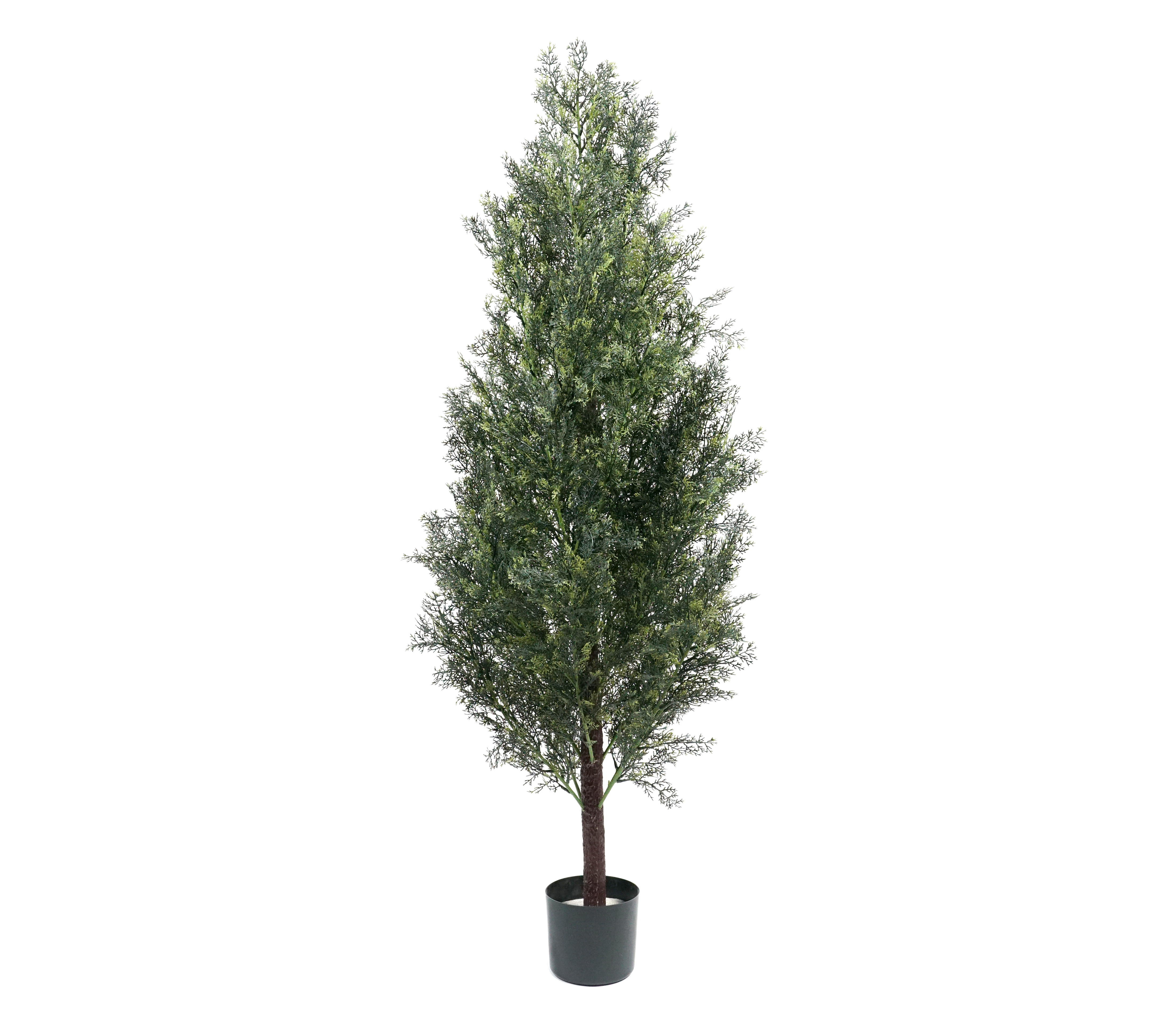 150cm árbol de ciprés