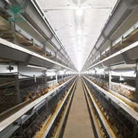 Équipement d'élevage de cailles, cages à cailles en métal de type H, système d'alimentation automatique, à vendre