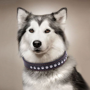 2024 yeni ürün tedarikçileri başak köpek tasması s Anti Bite emniyet Metal perçin özelleştirilebilir deri köpek tasması köpek tasması - Product Image 5