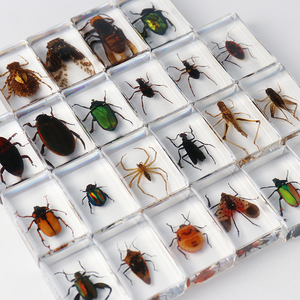 本物の昆虫ブックエンド 正方形樹脂製 教育用動物標本 化石工芸品 科学教育展示品 - Product Image 4