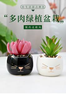 Vaso di fiori in ceramica, Mini vaso di cartoni animati per gatti, decorazione per interni succulenta, commercio all'ingrosso (pianta non inclusa) - Product Image 4