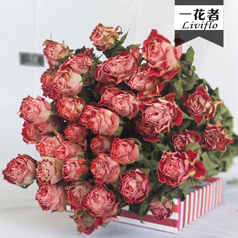 Rose garance