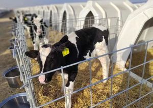 Huche de veau d'équipement de bétail avec de grandes fenêtres arrière pour la circulation d'air et la conception de bord arrondi - Product Image 3