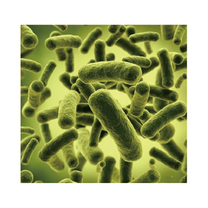 Suplemento sanitario Bifidobacterium Bifidum (A218) Probióticos Materia prima para el intestino - Product Image 1