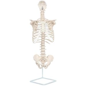 Modelo de Anatomía de caja torácica de tamaño real con columna vertebral y pelvis fundido de huesos humanos reales modelo de enseñanza vertebral científica - Product Image 4