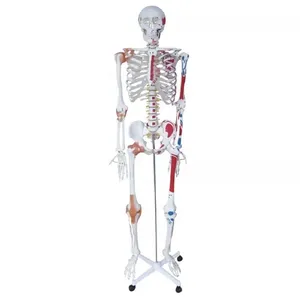 180 CM Colored Muscle Movable Arms and Legs biology teaching Anatomy Skeleton Model