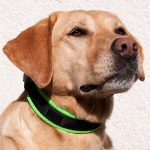 Collar de correa de nailon personalizado para mascotas, para perros pequeños, medianos y grandes, Pitbull, Bulldog, <span class=keywords><strong>Beagle</strong></span>, patrón sólido - Product Image 3