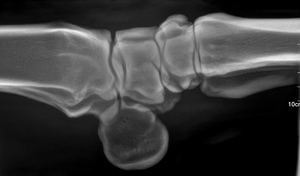 Macchina a raggi X panoramica digitale portatile ad alta frequenza nuova a raggi X portatile in metallo per gli esseri umani e veterinari MSLPX15 - Product Image 4