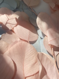 Paquete blanqueado de calidad AA de grado <span class=keywords><strong>eucalipto</strong></span> seco blanco rosa <span class=keywords><strong>azul</strong></span> <span class=keywords><strong>eucalipto</strong></span> de dólar de plata preservado para arreglo floral - Product Image 5